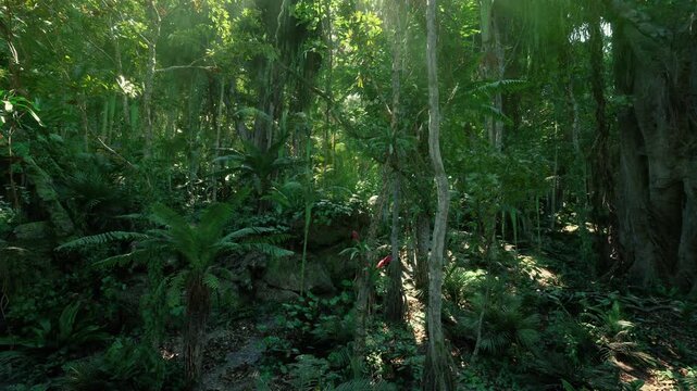Sunlit tropical forest slope with ferns, steep terrain, layered vegetation, scattered tree trunks, inviting path for hiking and ecoadventure imagery.