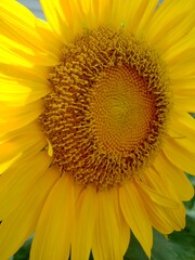 Obraz premium Sunflower Close Up with Detailed Petals and Center