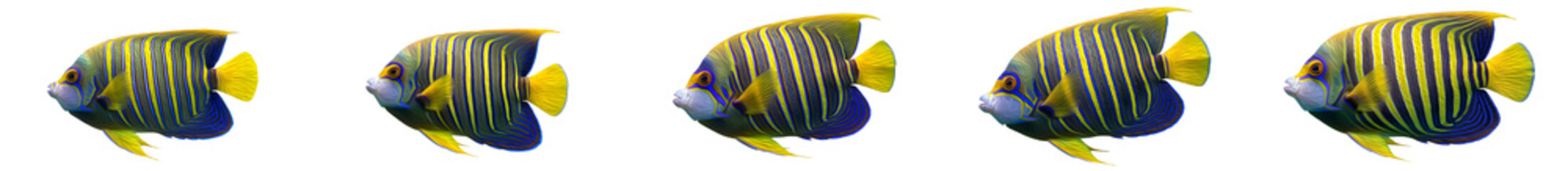 set of the Regal Angelfish royal angelfish blue-banded angelfish isolated in white background [PNG PHOTO STOCK IMAGE]., © Dynamic Shoots
