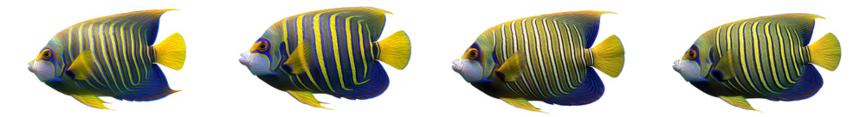 isolated set of [Regal Angelfish, Pygoplites diacanthus] on PNG. © Dynamic Shoots