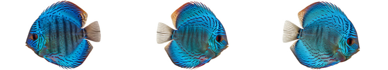 Set of blue fish isolated on white background [PNG STOCK IMAGE]. © Dynamic Shoots