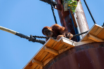 Sumatran Orangutan (Pongo abelii) © Tara