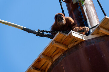 Sumatran Orangutan (Pongo abelii) © Tara