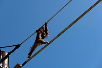 Sumatran Orangutan (Pongo abelii) © Tara