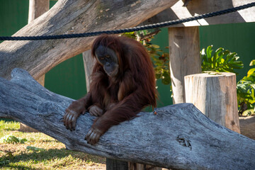 Sumatran Orangutan (Pongo abelii) © Tara