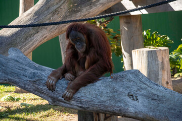 Sumatran Orangutan (Pongo abelii) © Tara