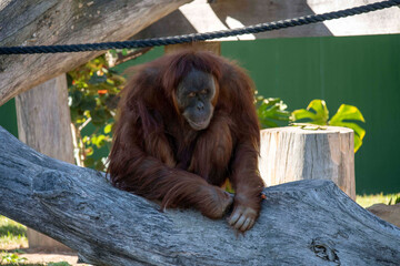 Sumatran Orangutan (Pongo abelii) © Tara