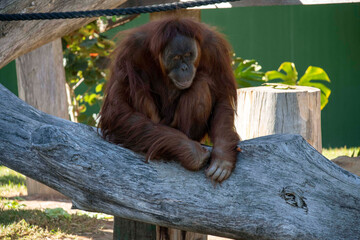 Sumatran Orangutan (Pongo abelii) © Tara