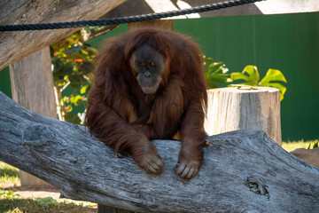 Sumatran Orangutan (Pongo abelii) © Tara
