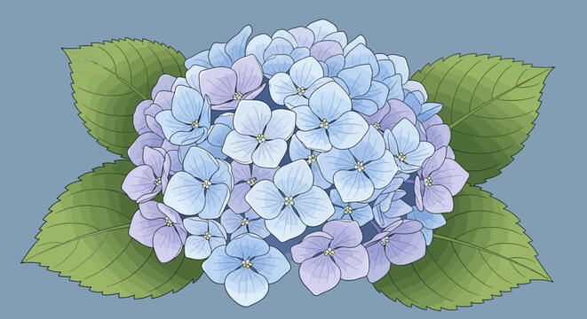 Elegant pastel hydrangea blossom with green foliage on gray background