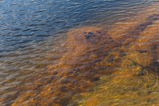 Large underwater rock covered with algae beneath shallow lake water showing ripples and sunlight patterns.
