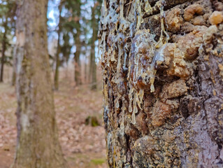 Fototapeta premium Close-up of tree bark with golden resin droplets dripping in a serene autumn forest. Soft-focus background of tall trees and fallen leaves creates a peaceful woodland atmosphere.