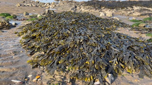 Bladderwrack seaweed on sandy beach, natural coastal texture