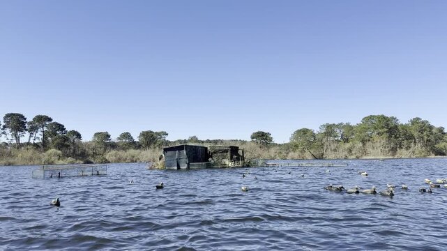 Wide view of a camouflaged duck hunting hut in the Parentis-Biscarosse lake with plastic decoy ducks floating in the foreground to attract wild waterfowl.