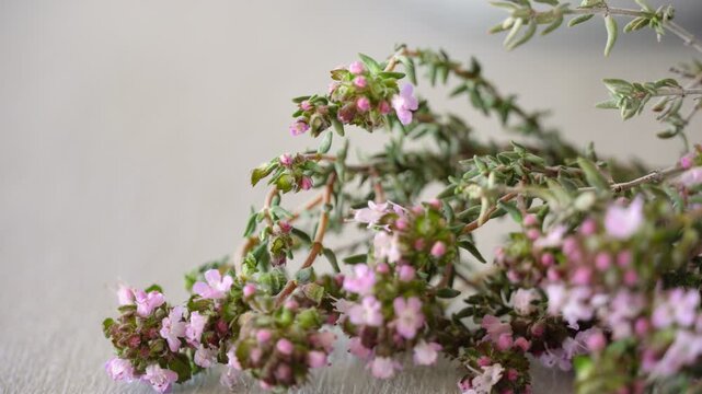 Thyme herb pink flowers blooming macro closeup neutral background