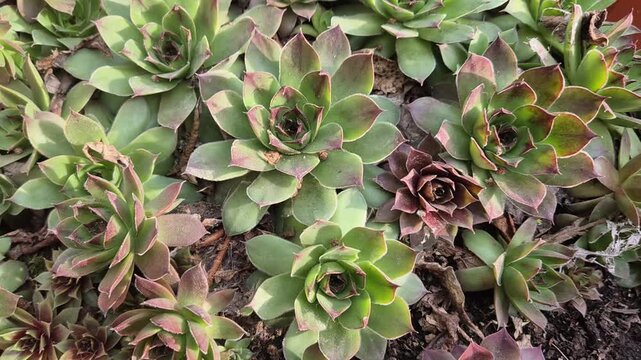 A close-up shot of several Sempervivum succulents, also known as Hens and Chicks, showing their green and reddish-purple rosettes clustered together in soil.