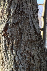 Obraz premium tree bark texture