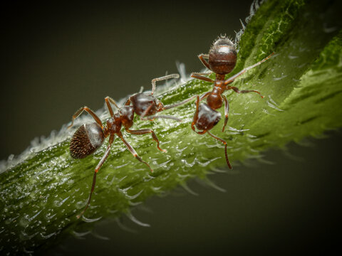 Two ants are on a green plant stem, one ant is facing the camera and the other is facing away from the camera.