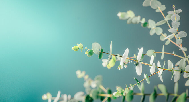 Eucalyptus plant leaves border design. Fresh Eucalyptus close up, on green background. Essential oil, aromatherapy. Medical plant. Aromatherapy 