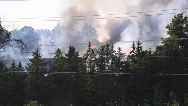 Dense wooded area filled with smoke from active forest fire, conveying danger, environmental impact, and wildfire conditions in natural landscape