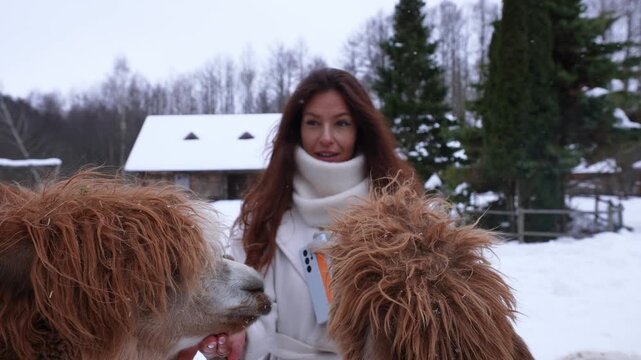 Close view shows a woman in white coat as two alpacas nuzzle her hand. Snow falls, barn and paddock sit behind, with birch trees and evergreens in soft light.