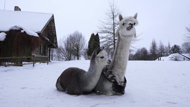 Two camelids rest on a snowy farmstead as flakes fall. The juvenile nuzzles, the adult lifts its neck and bares teeth, wearing a camo blanket under overcast sky.