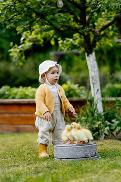 Cute toddler playing with ducklings on the farm.