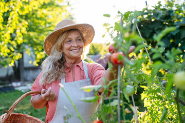 Naklejka premium Smiling elderly gardener harvesting fresh tomato in garden.