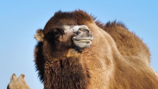 Close-up of a young camel.