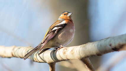 blue tit on branch © lazalnik