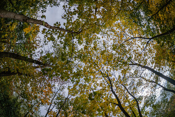 Obraz premium A high-angle shot of a vibrant forest canopy, with reds, yellows, and greens Sky peeks through, softening the vivid foliage Detailed, textured leaves, no human-made structures or objects Realistic