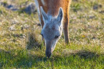 Fototapeta premium Close up of the head of a grazing Guanaco (Lama guanicoe), Patagonia Chile