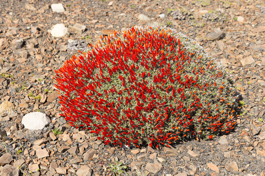 Spring in Patagonia; Close up of a 'cushion' of flowering Guanaco bush (Anarthrophyllum desideratum) with bright red flowers, Torres del Paine National Park Chile