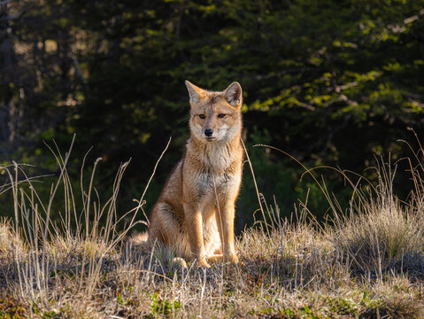 Close up of an Andean fox (Lycalopex culpaeus)