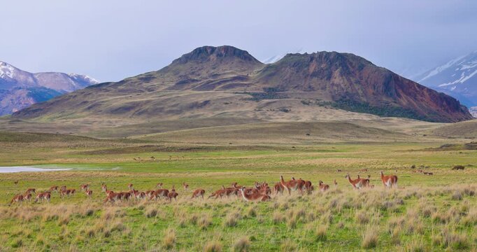 4K video; Large herd of Guanaco's (Lama guanicoe) on grassland in the mountains of Patagonia National Park, Chile