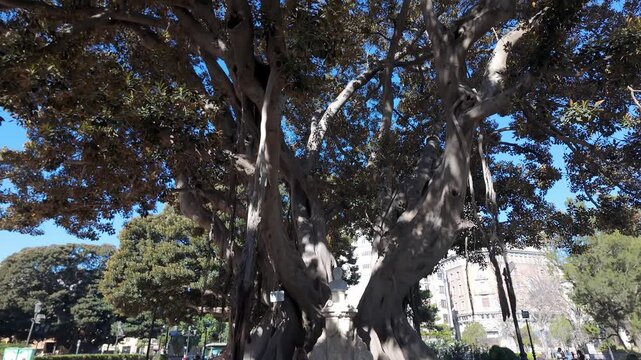 Giant ficus with the sun streaming through the branches at sunset in the city of Valencia, Spain.