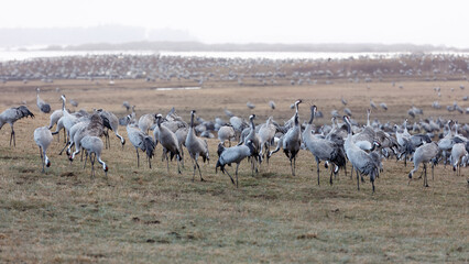 Fototapeta premium Spring energy of interaction with grey cranes, movement, open field and group dynamics at Hornborgasjon sea in Sweden, wildlife behavior and seasonal activity