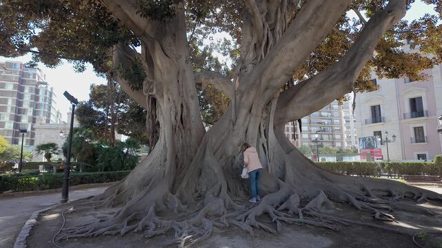 Tourist woman posing next to one of the giant ficus trees found in the city of Valencia, Spain