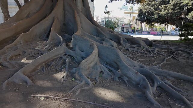 Huge roots of a giant ficus in the city of Valencia, Spain.