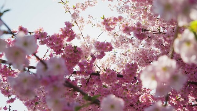 Spring banner, branches of blossoming cherry against background of blue sky and butterflies on nature outdoors. Pink sakura flowers, dreamy romantic image spring
