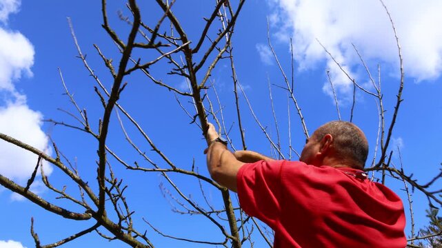 Spring orchard pruning &ndash; man using long‑handled branch loppers to shorten fruit‑tree shoots to proper horticultural length for balanced structure and strong seasonal growth