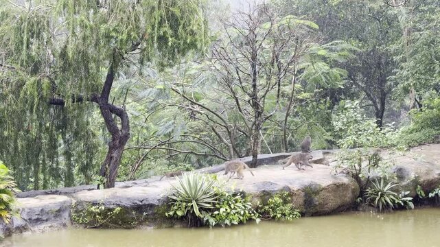 Monkeys playing and chasing under jungle trees in heavy rain, Vietnam