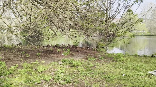 Un ganso aliment&aacute;ndose en un prado verde de margaritas con un lago en el fondo. El paisaje es natural con &aacute;rboles y flores silvestres en primer plano. Un segundo ganso blanco est&aacute; en el fondo.