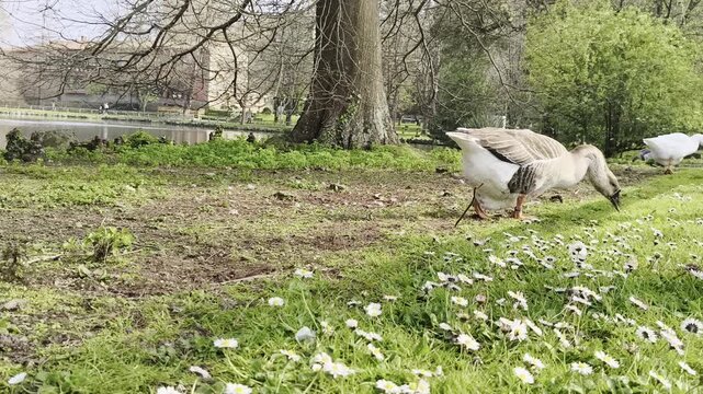 Un ganso aliment&aacute;ndose en un prado verde de margaritas con un lago en el fondo. El paisaje es natural con &aacute;rboles y flores silvestres en primer plano. Un segundo ganso blanco est&aacute; en el fondo.