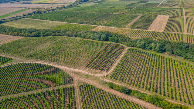 Panorama view of vineyards at Tokaj region of Hungary