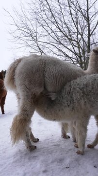 Two cream alpacas stand in snowy pasture under bare tree as a young cria nuzzles or nurses, with a brown animal blurred behind. Vertical, muted winter light.
