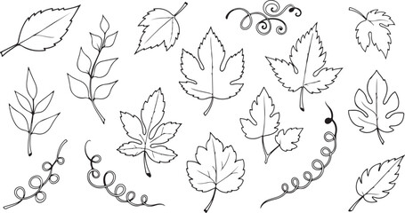 Fototapeta premium Hand-Drawn Leaf Doodle Vector Set – Botanical Sketch Leaves Vines Black Ink Lines