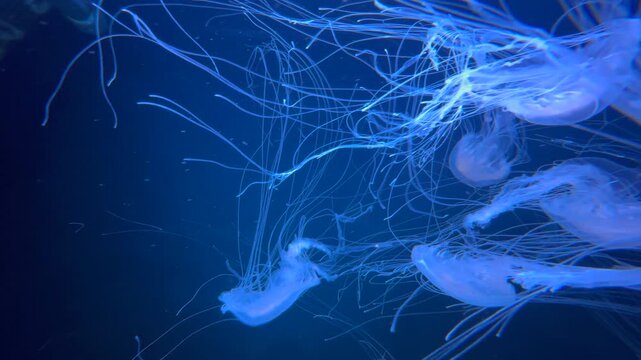  A jellyfishes swimming in a lighted aquarium