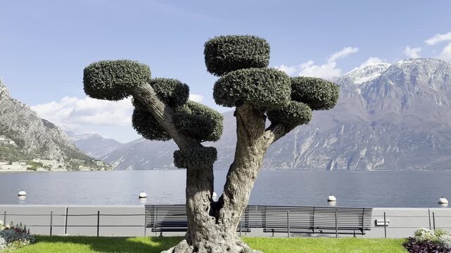 Sculpted Topiary Olive Tree on Lakeside Promenade at Limone sul Garda with Blue Lake Garda Dramatic Rocky Mountains and Snow Capped Alps 4K HDR