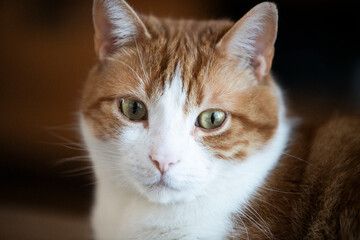 close up of cat © Myriam